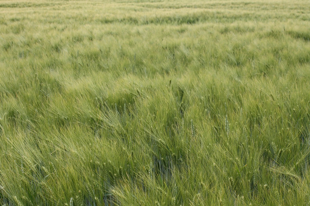 barley close awns free photo