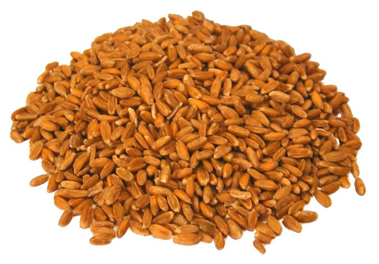 barley grain cereals free photo