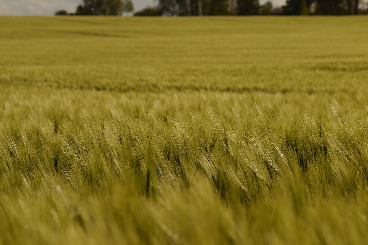 barley barley field arable free photo