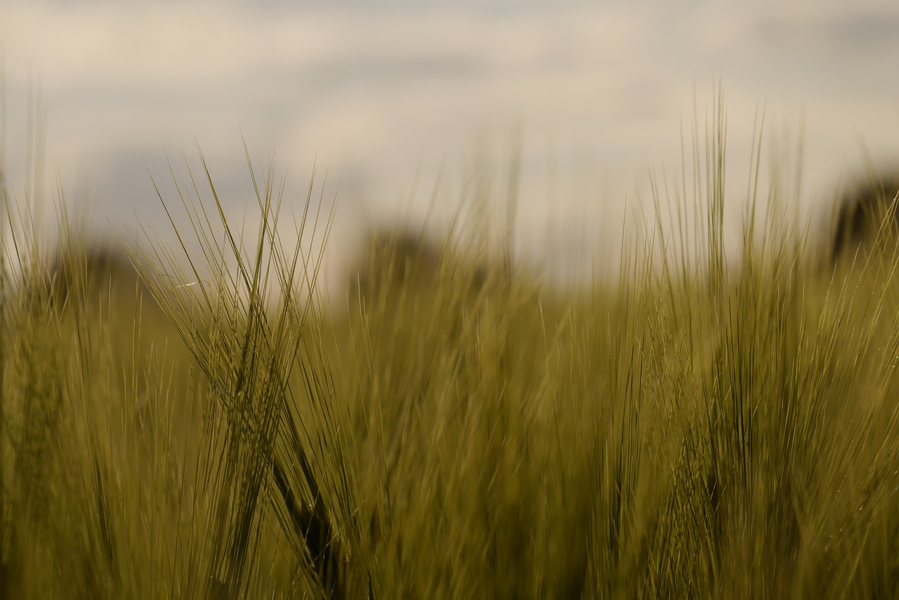 barley barley field arable free photo