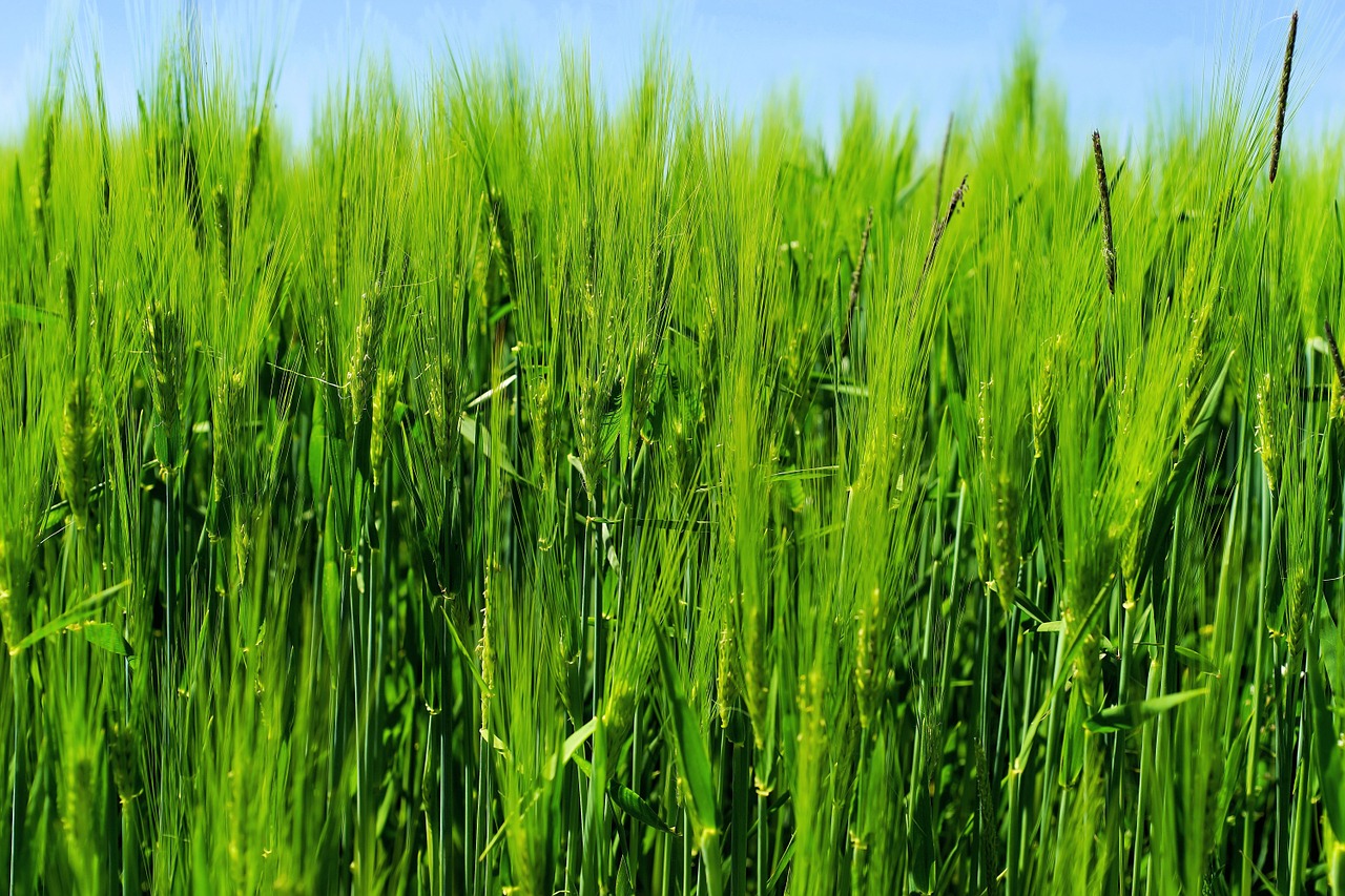 barley barley field agriculture free photo