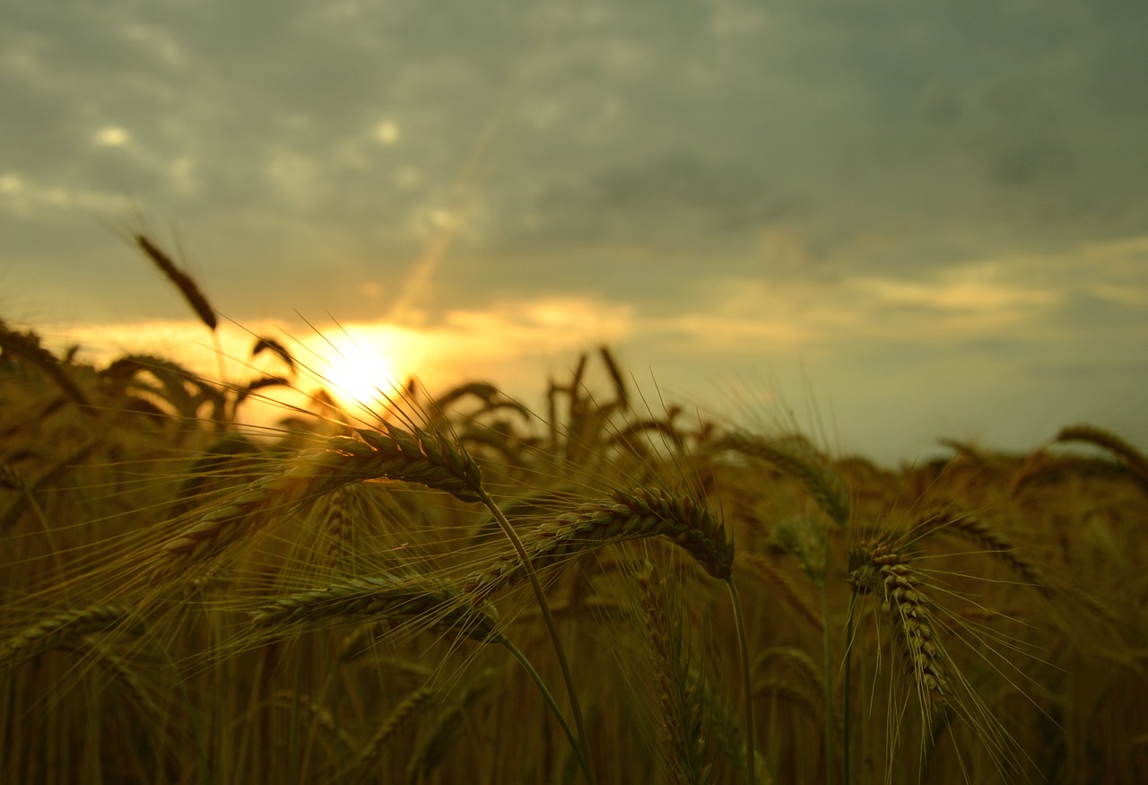 barley the sun clouds free photo