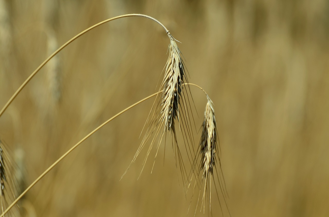 barley cereals spike free photo