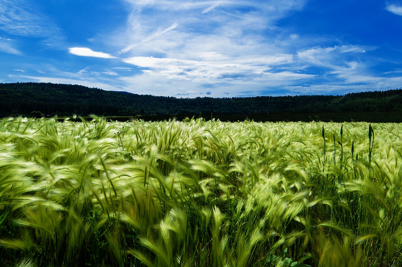 barley field agriculture free photo