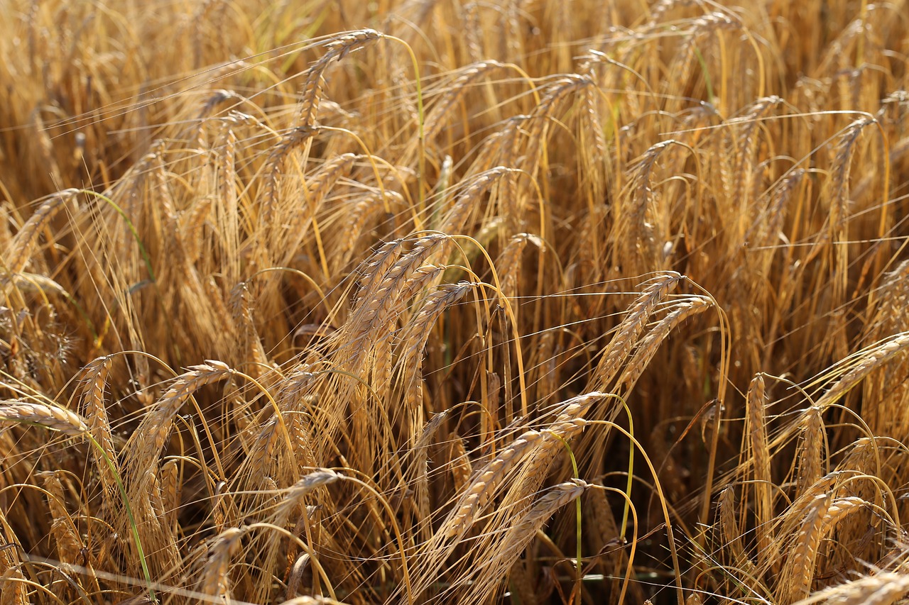 barley before harvest agriculture food free photo