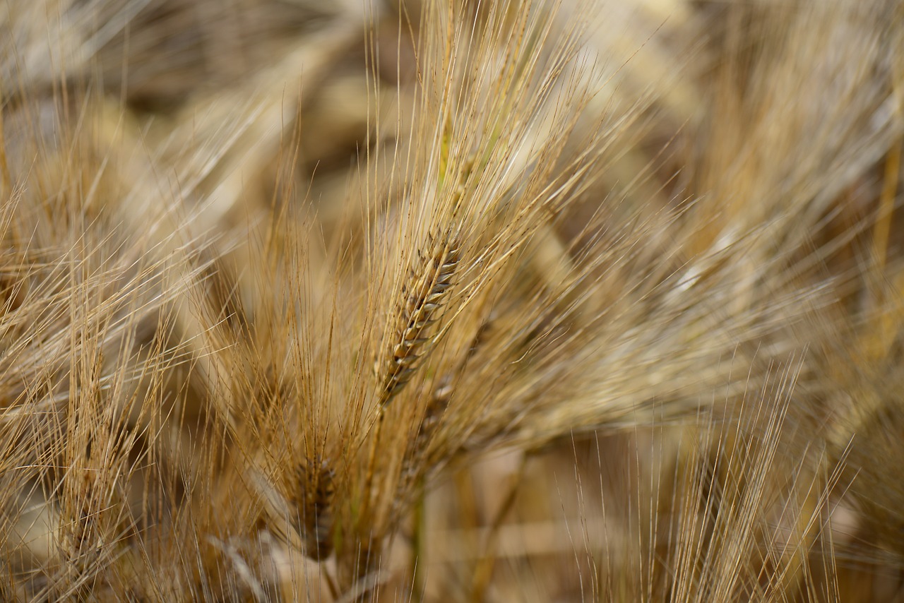 barley feed close cereal free photo