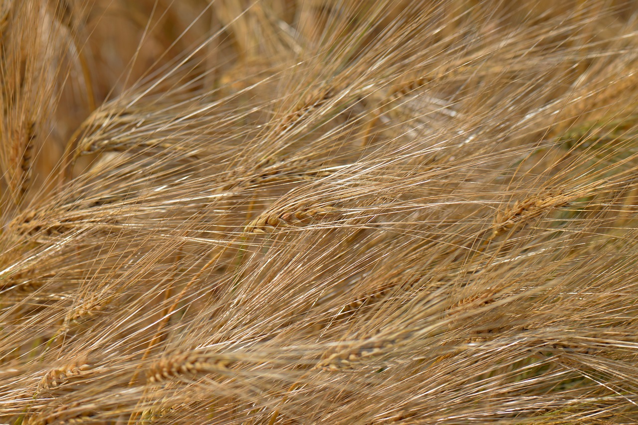 barley feed cereals field free photo