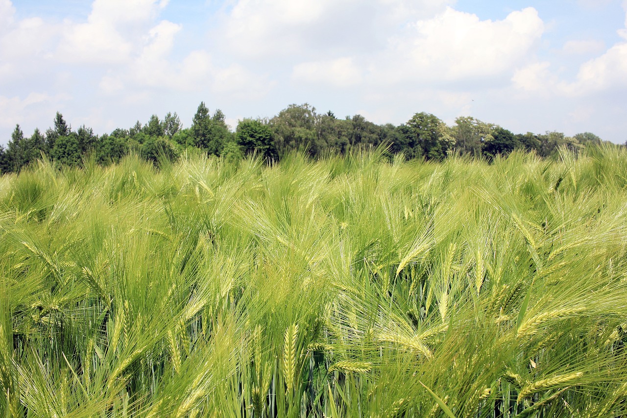barley field barley cereals free photo
