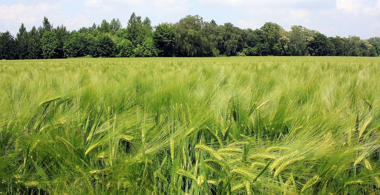 barley field barley cereals free photo