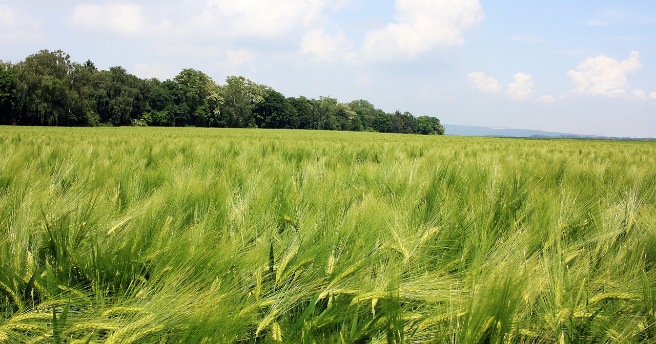 barley field barley cereals free photo