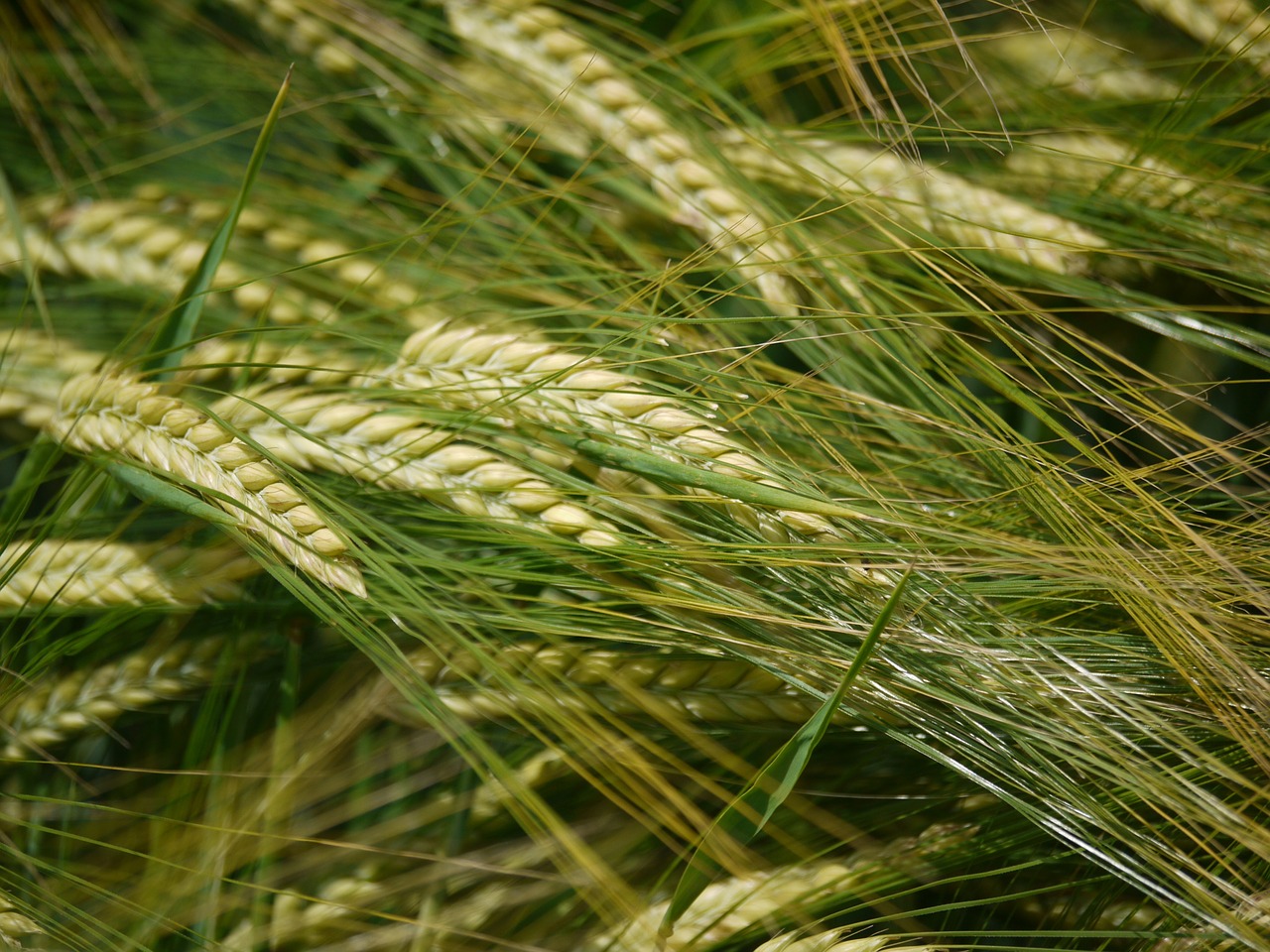 barley field spike endless free photo