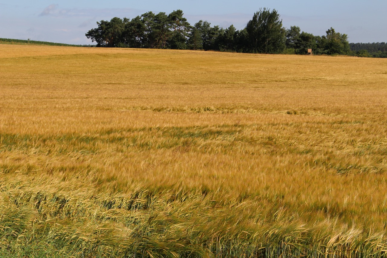 barley field summer nature free photo