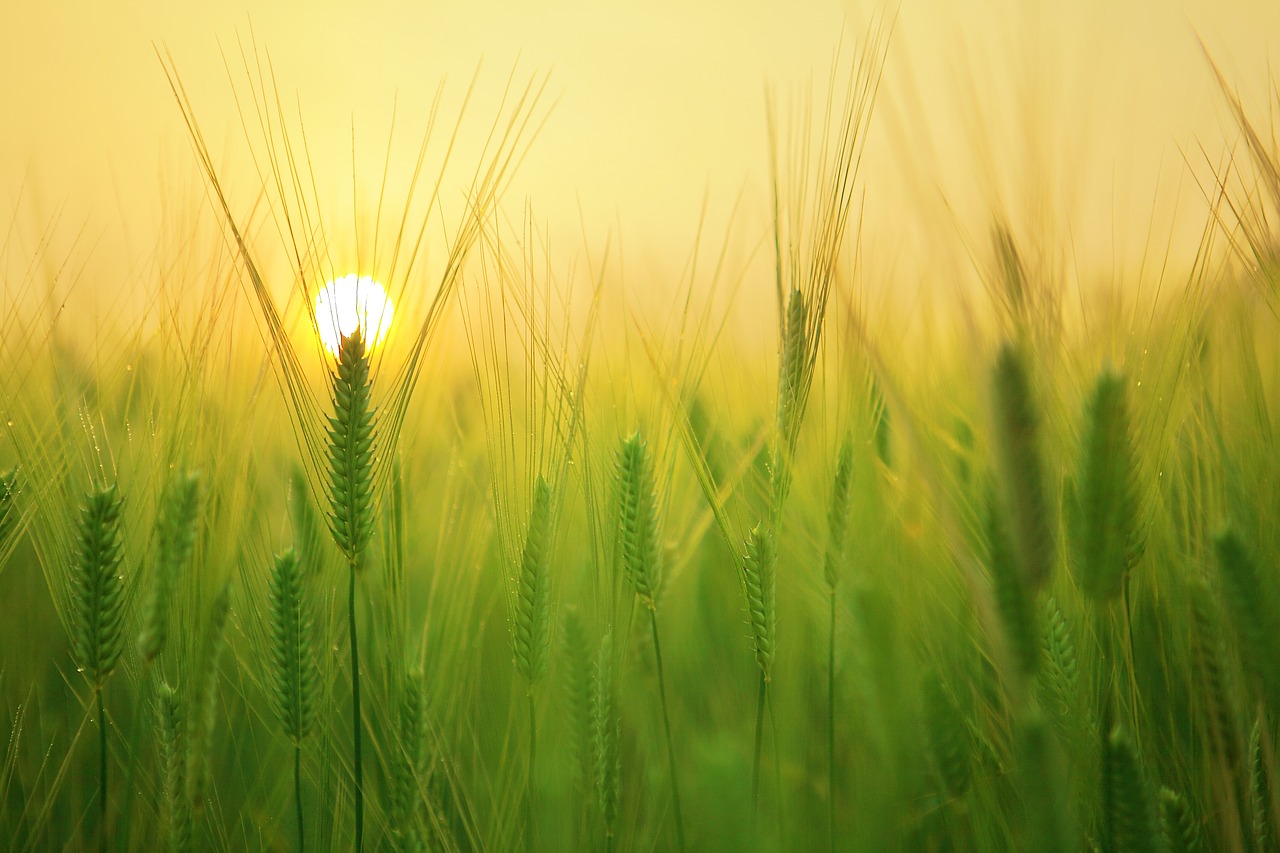 barley field sunrise morning free photo