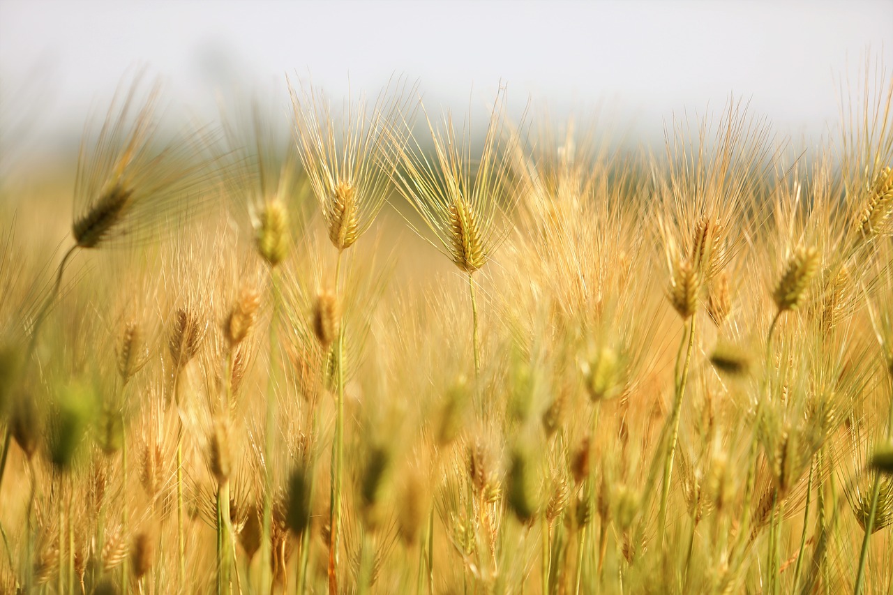 barley field landscape nature free photo