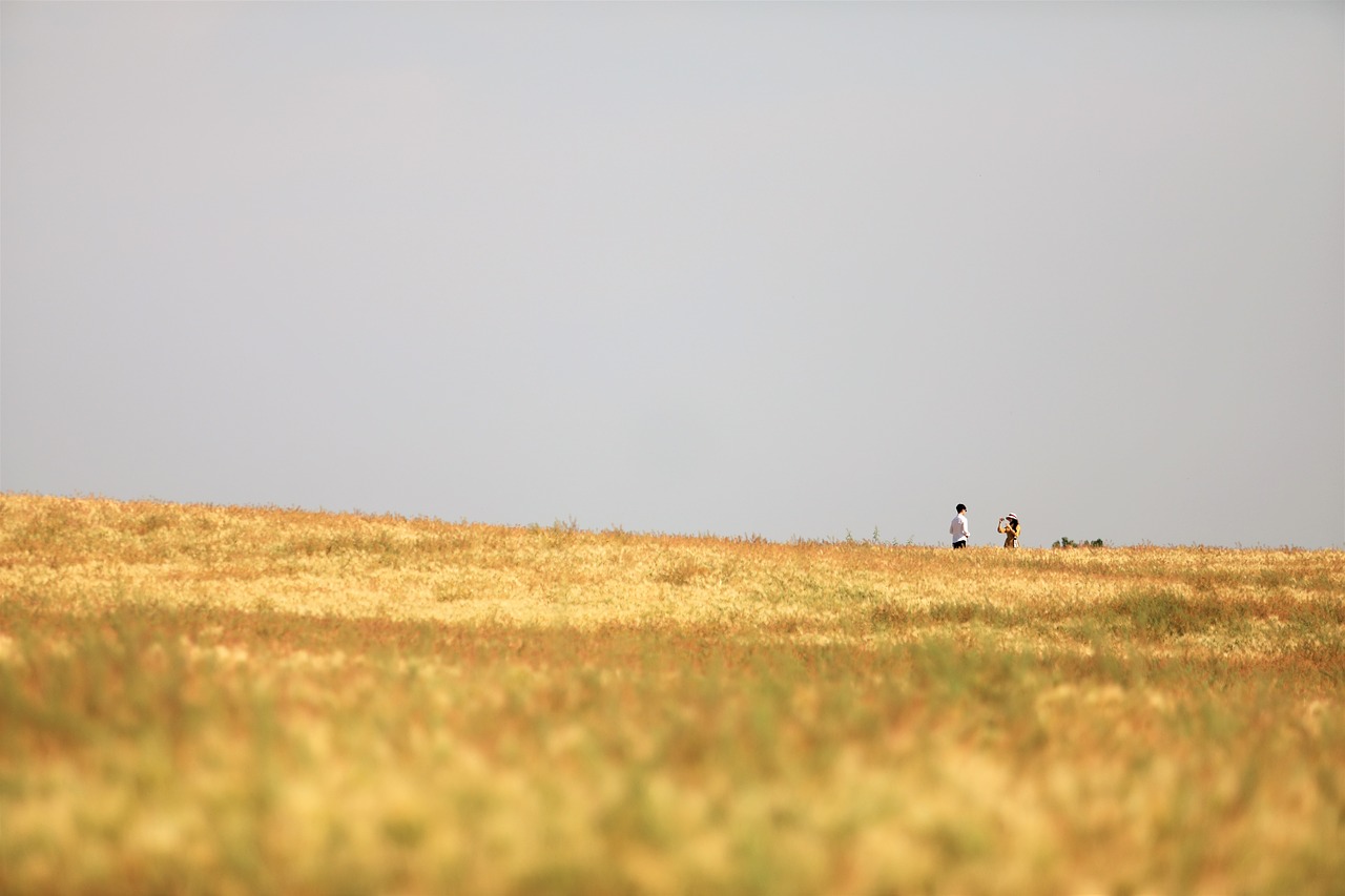 barley field landscape beautiful free photo