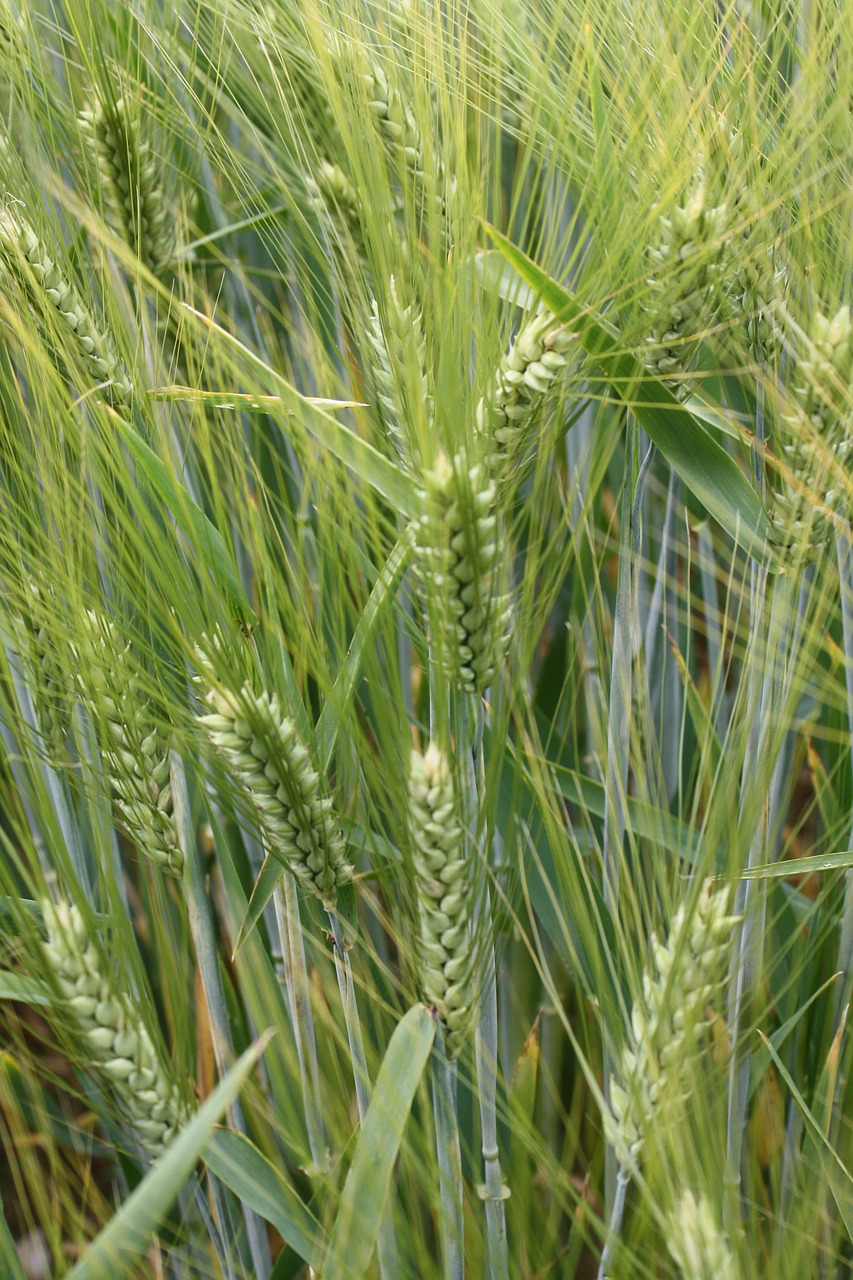 barley field green mature free photo