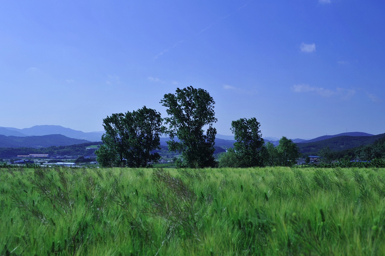 barley field rural landscape nature free photo