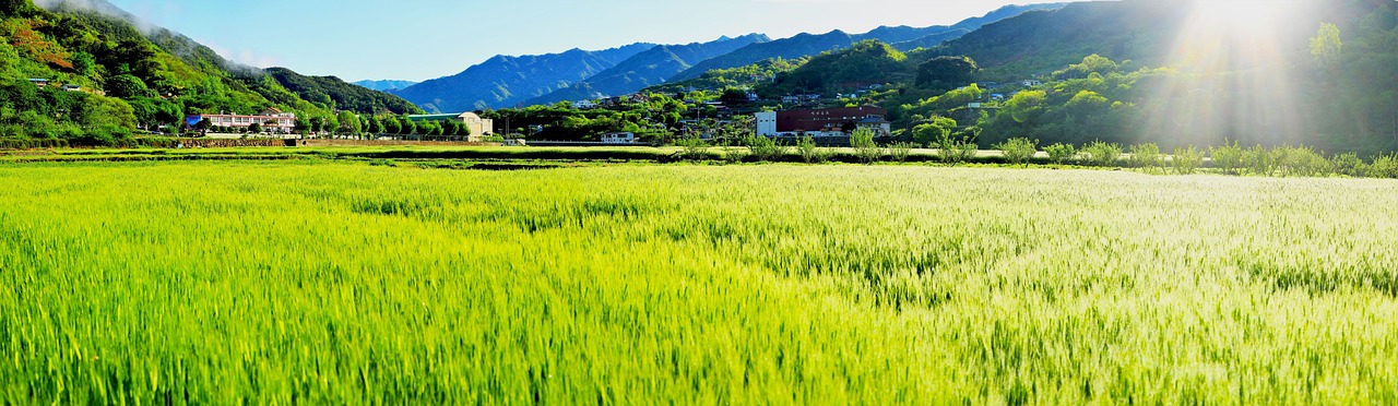 barley field  panorama  jiri free photo