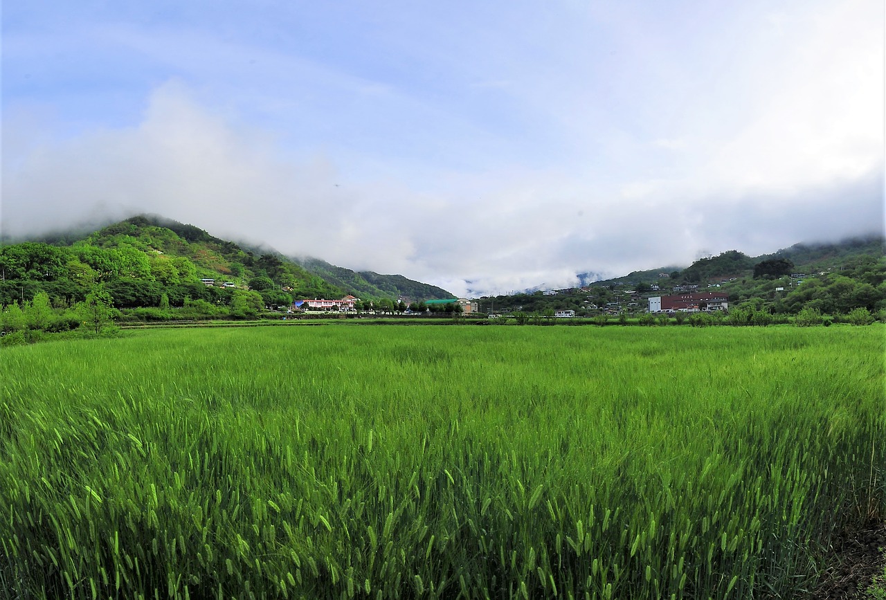 barley field  nature  landscape free photo