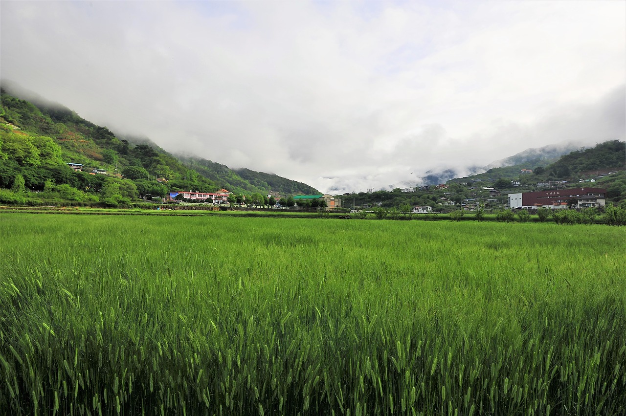 barley field  landscape  nature free photo