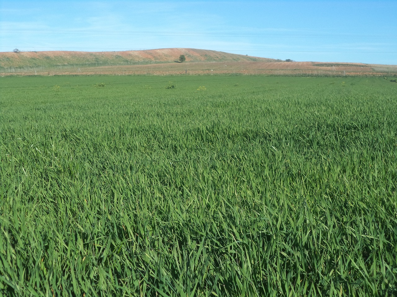 barley field daganzo madrid free photo