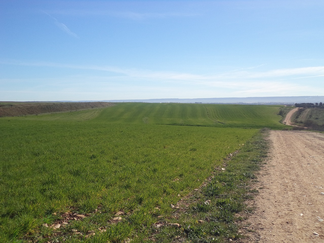 barley field daganzo madrid free photo