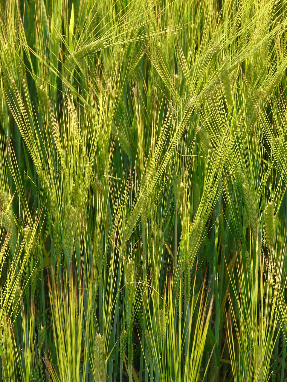 barley field barley cereals free photo