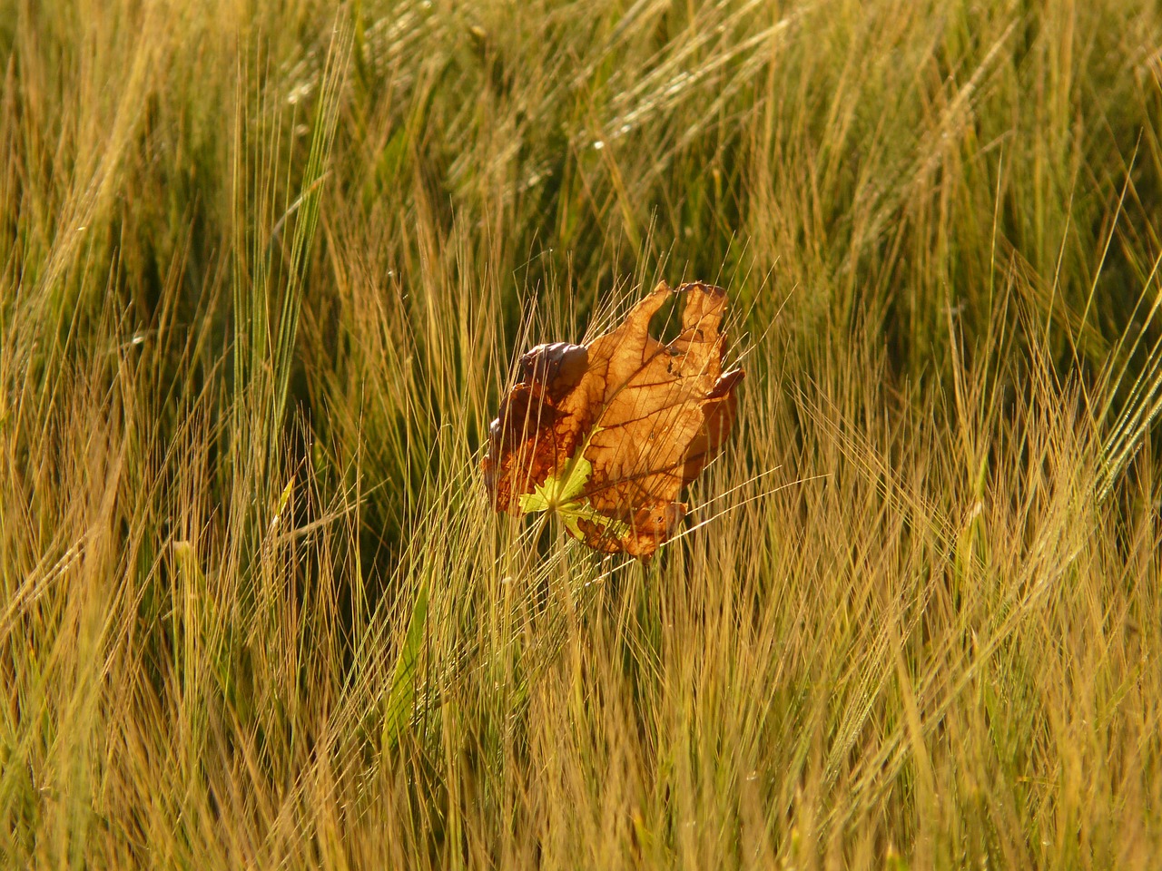 barley field leaf leaves free photo