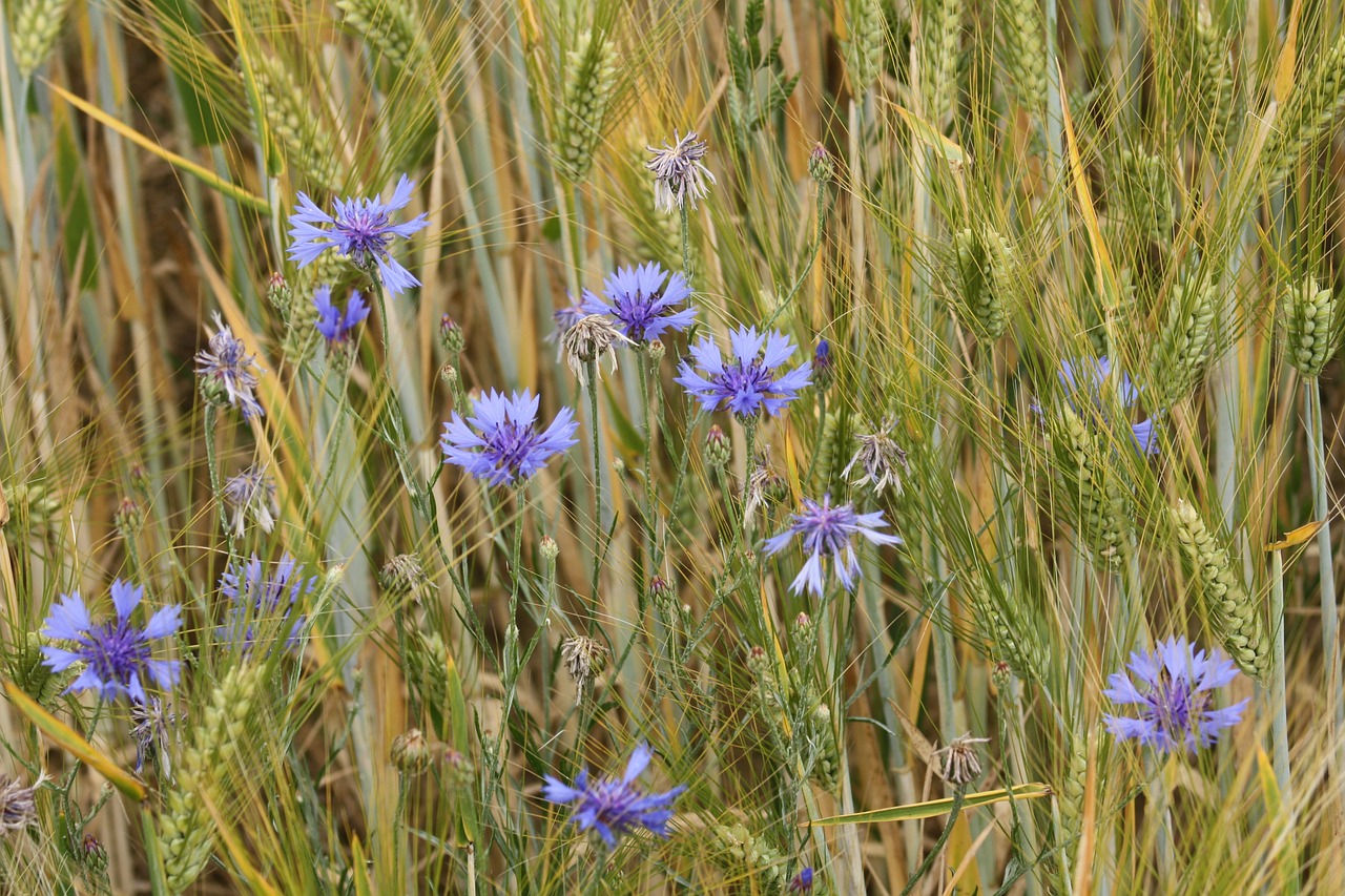 barley field ear field free photo