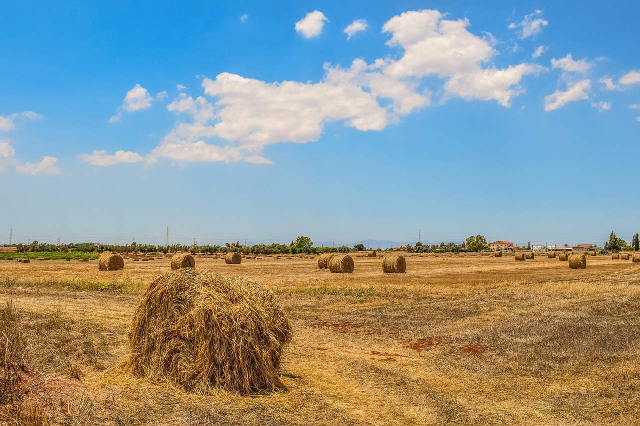 barley fields hay bales landscape free photo