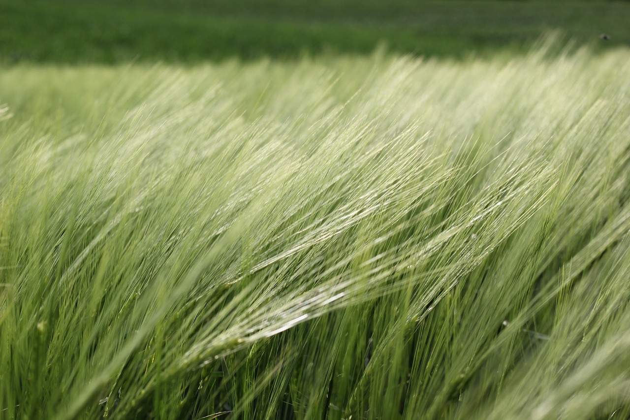 barley in the wind plant agriculture free photo