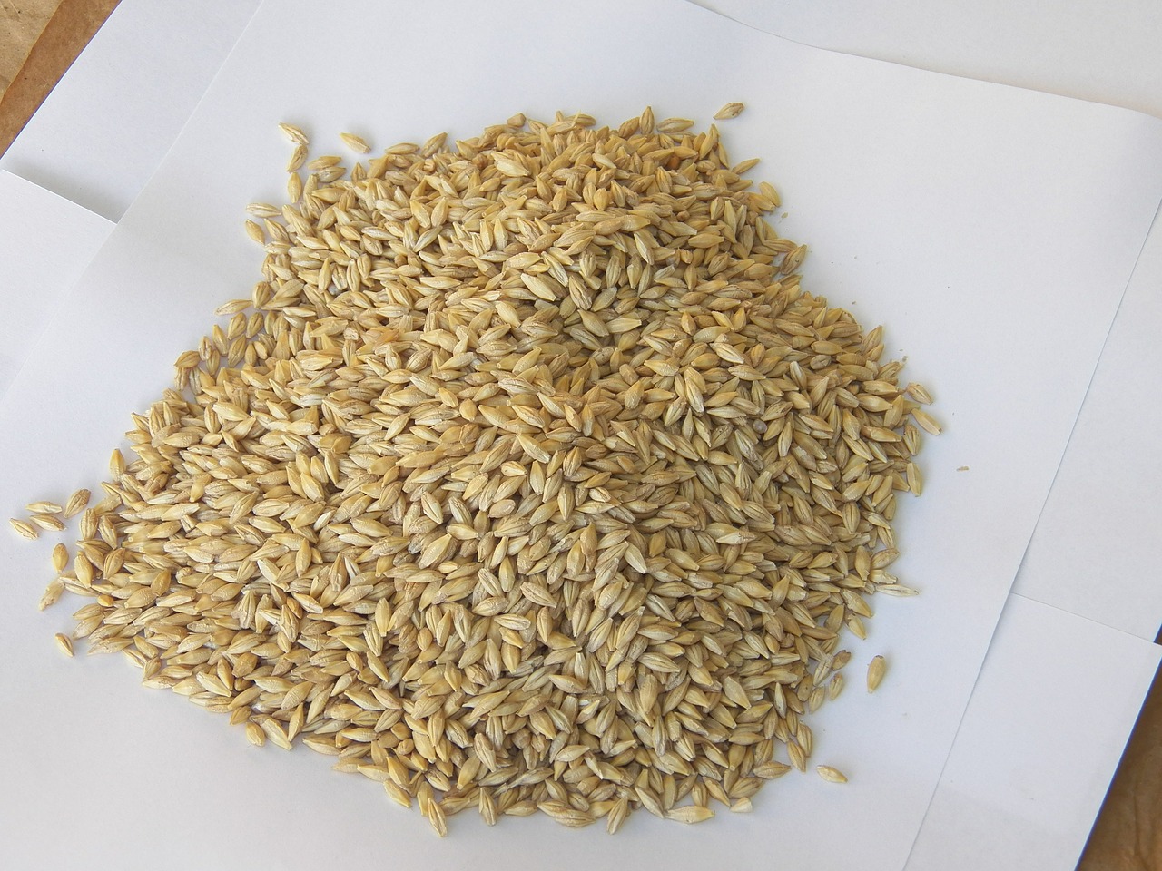 barley seeds health grain free photo