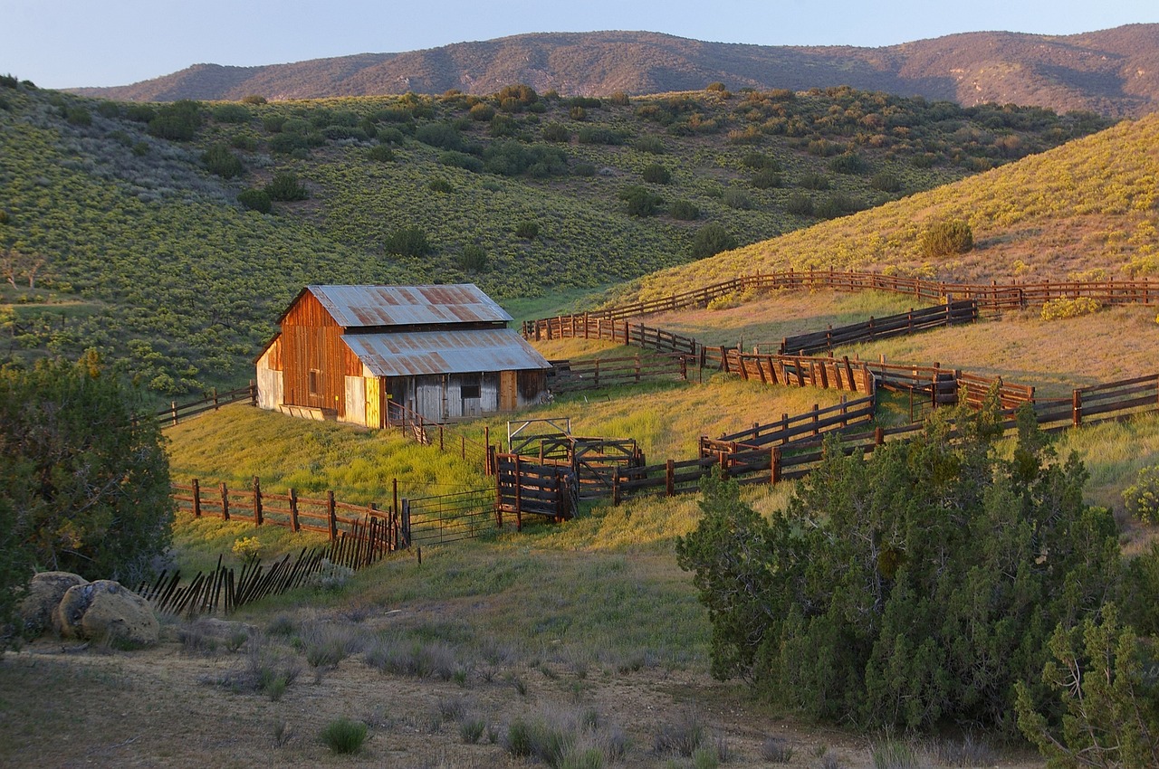 barn cows ranch free photo