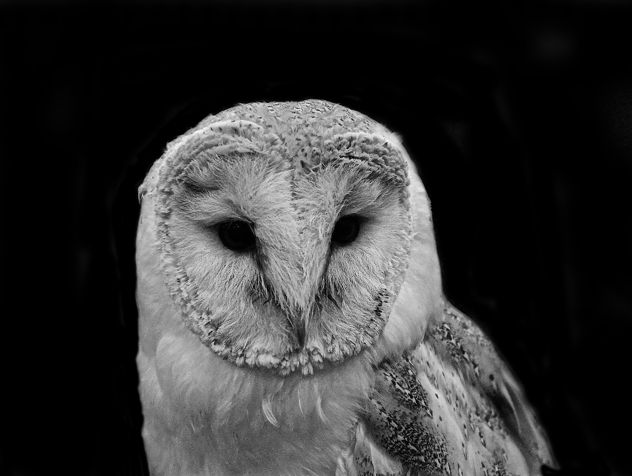 barn owl bird free photo