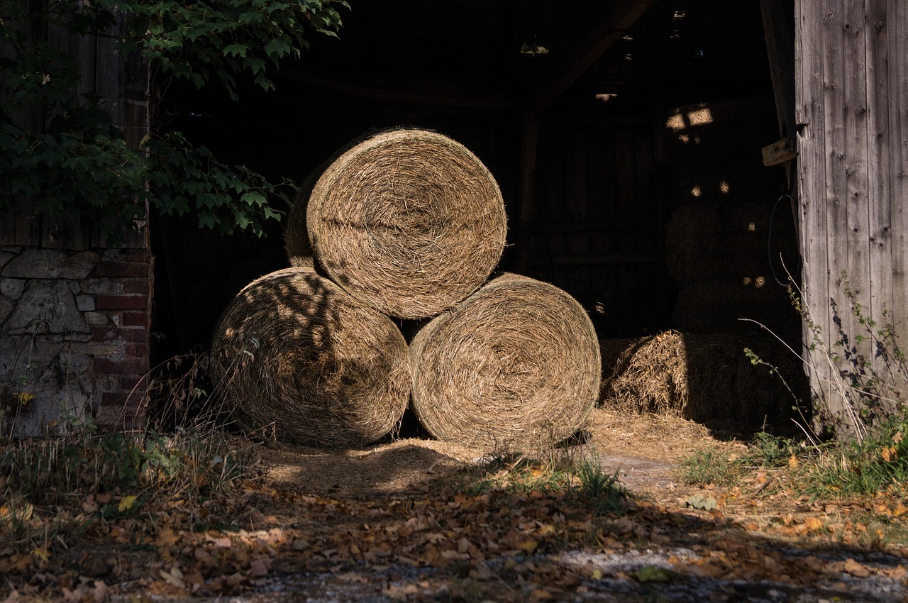 barn  agriculture  hay bales free photo