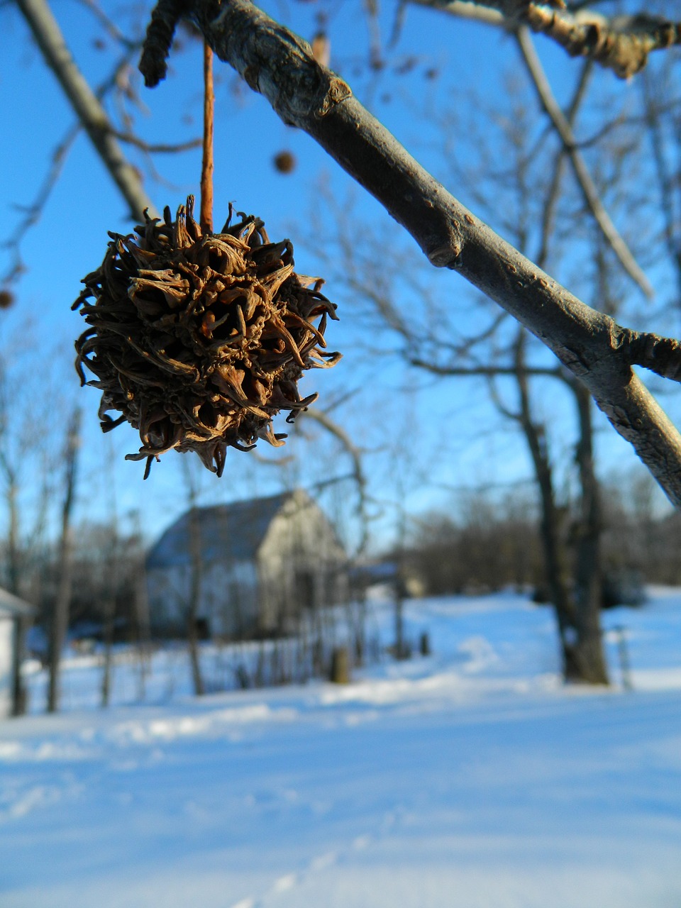 barn winter tree free photo