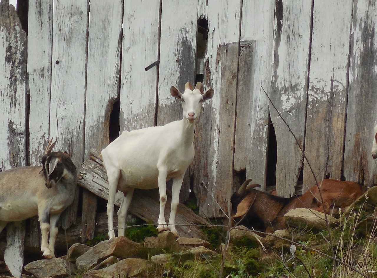 barn goat animal free photo