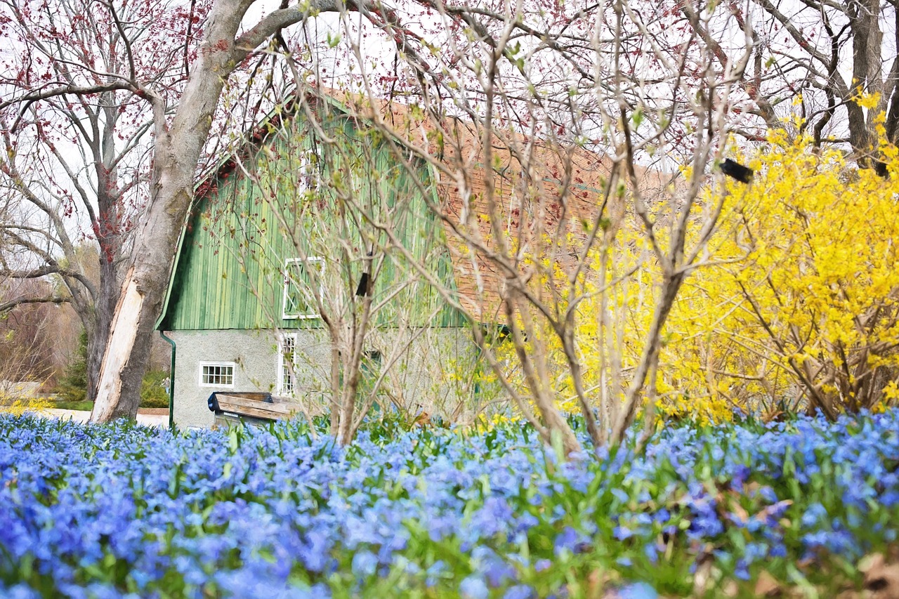 barn spring flowers forsythia free photo