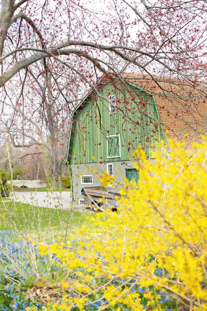 barn spring flowers forsythia free photo