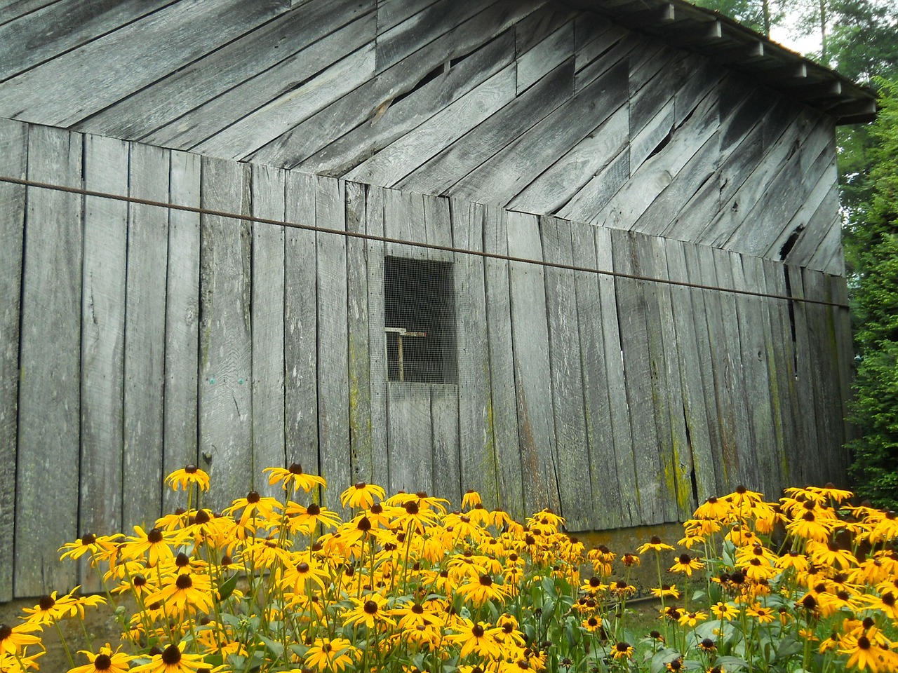 barn flowers country free photo