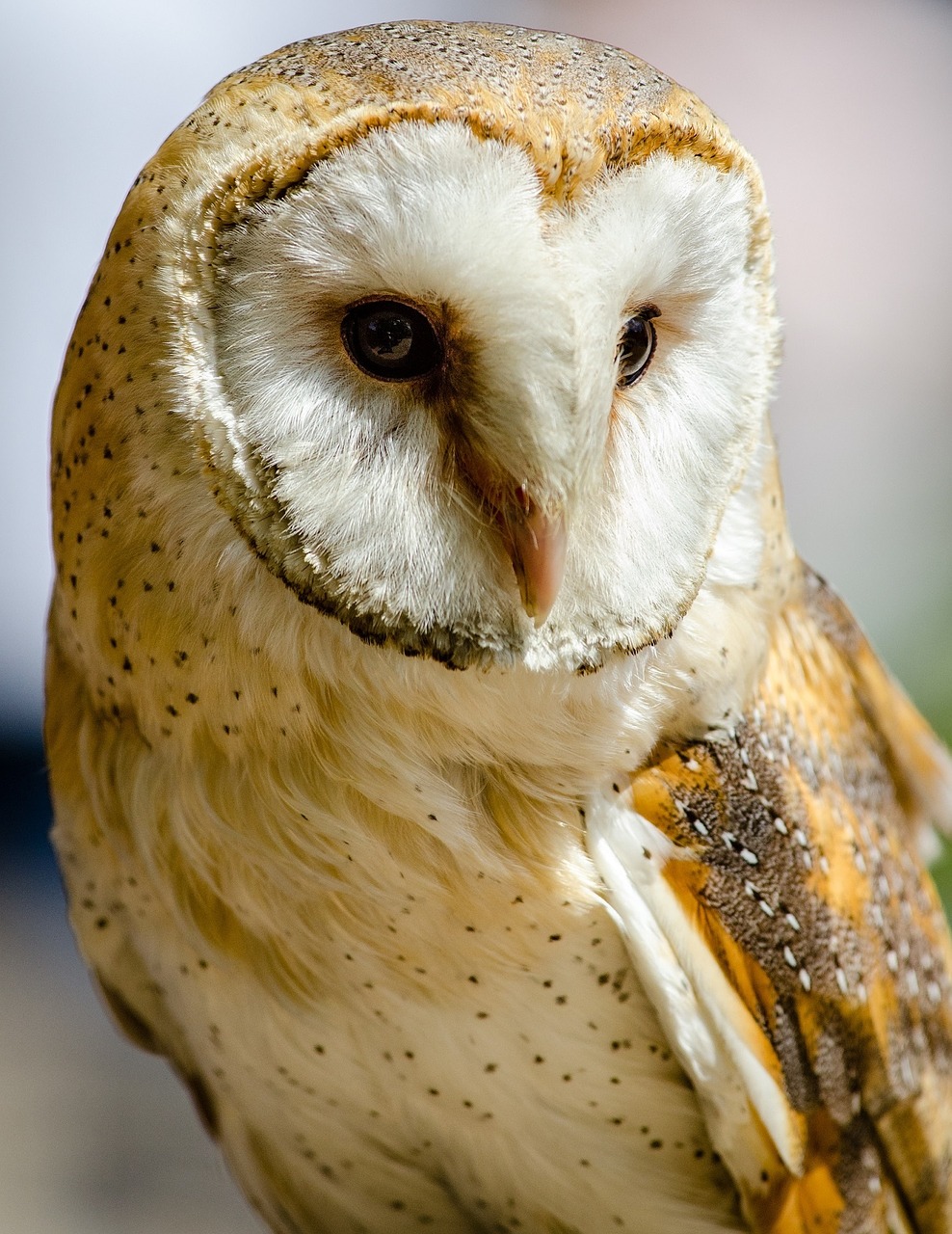 barn owl predator bird free photo