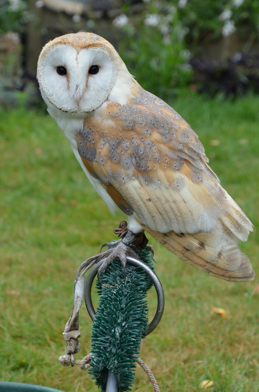 barn owl owl bird free photo