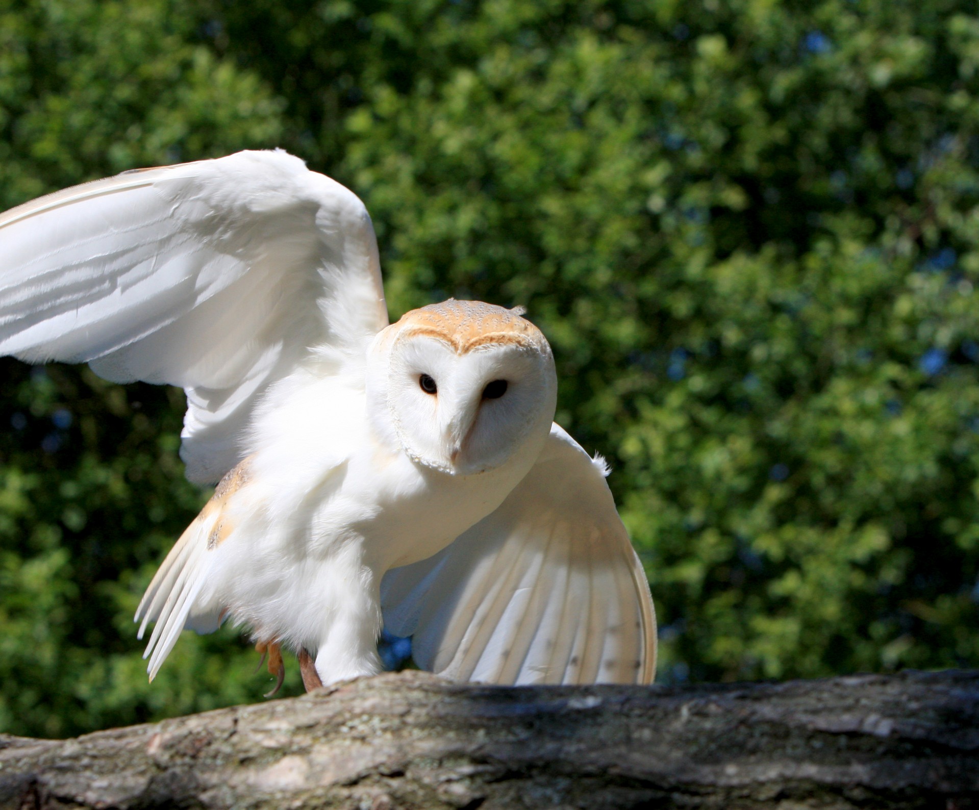 barn owl owl bird free photo
