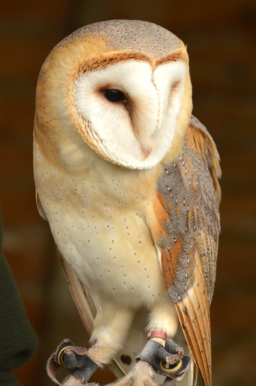 barn owl bird british free photo