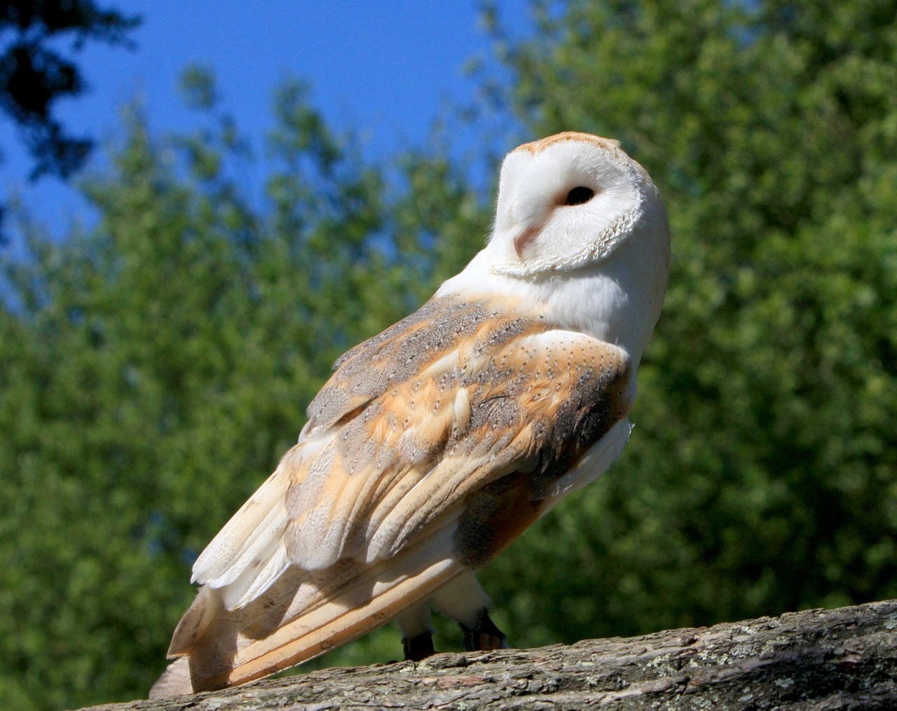 barn owl bird owl free photo