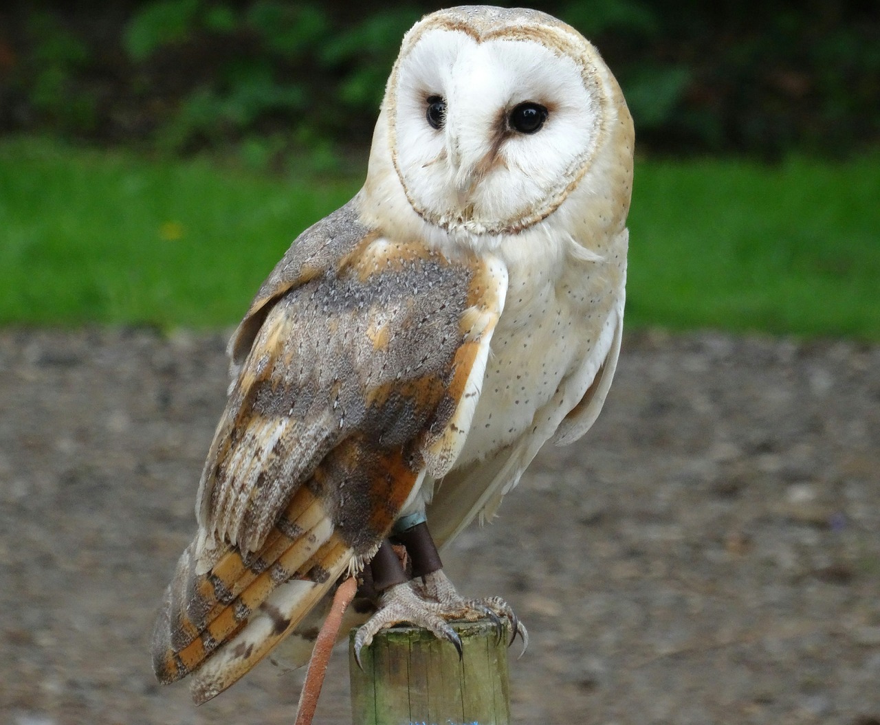 barn owl york wildlife park bird of prey free photo