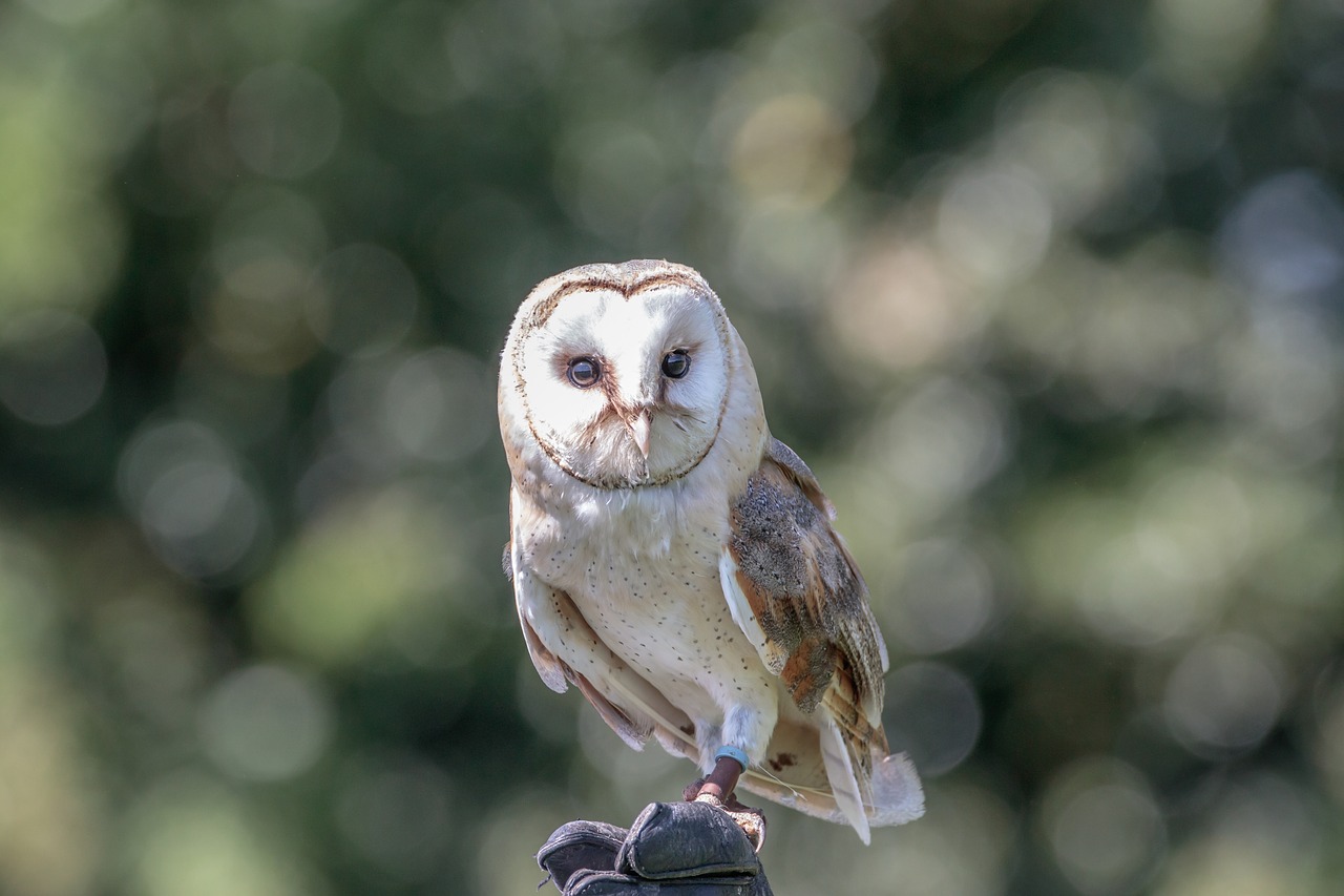 barn owl owl bird free photo