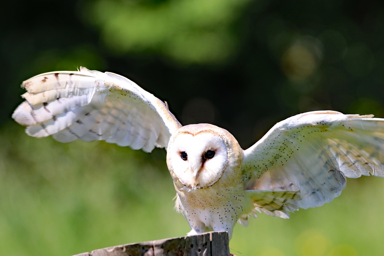 barn owl owl bird free photo