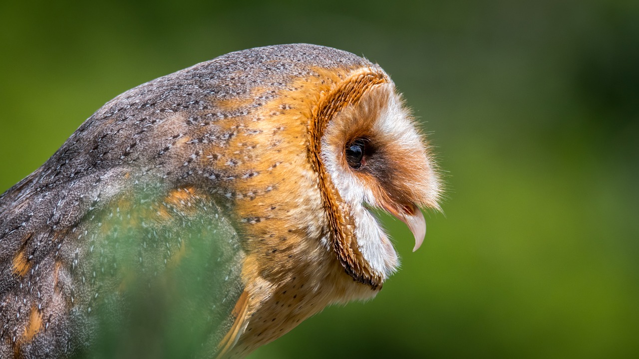barn owl owl profile free photo
