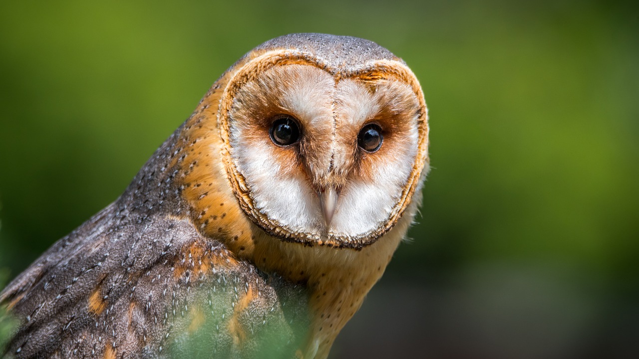 barn owl bird predator free photo